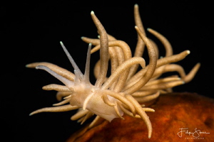Yellow-tipped Phyllodesmium, Raja Ampat. by Filip Staes 